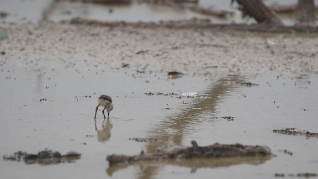 Black-necked Stilt - ML466073091