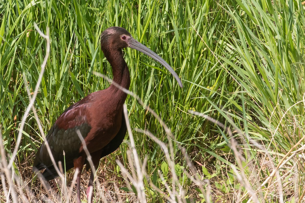 White-faced Ibis - ML466073191