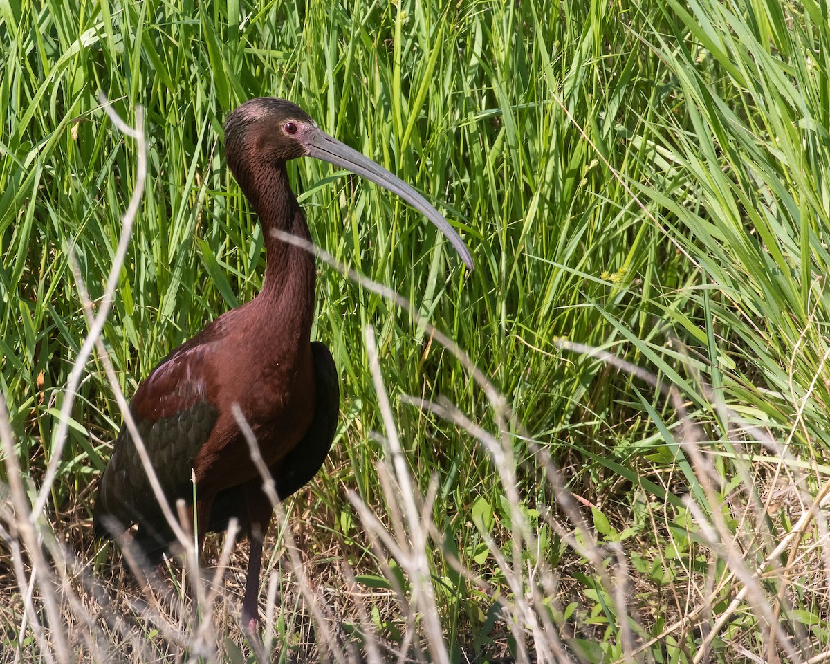 White-faced Ibis - ML466073201