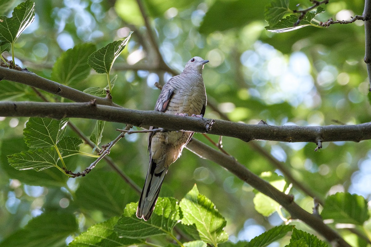 Inca Dove - ML466073741