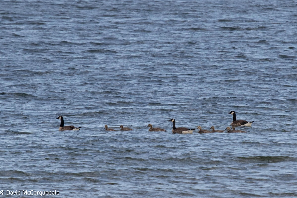 Canada Goose - ML466074621