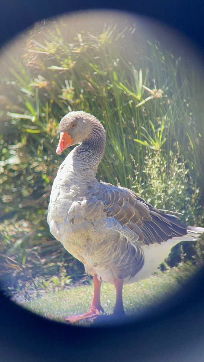 Graylag Goose (Domestic type) - ML466074991