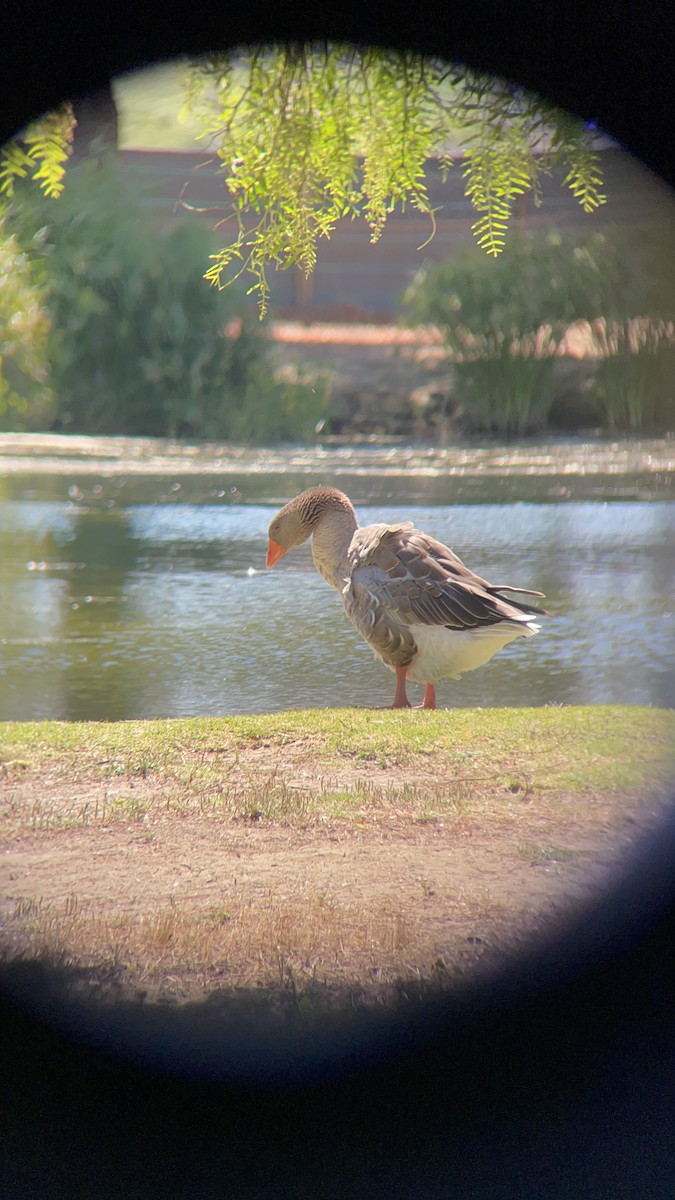 Graylag Goose (Domestic type) - ML466075001