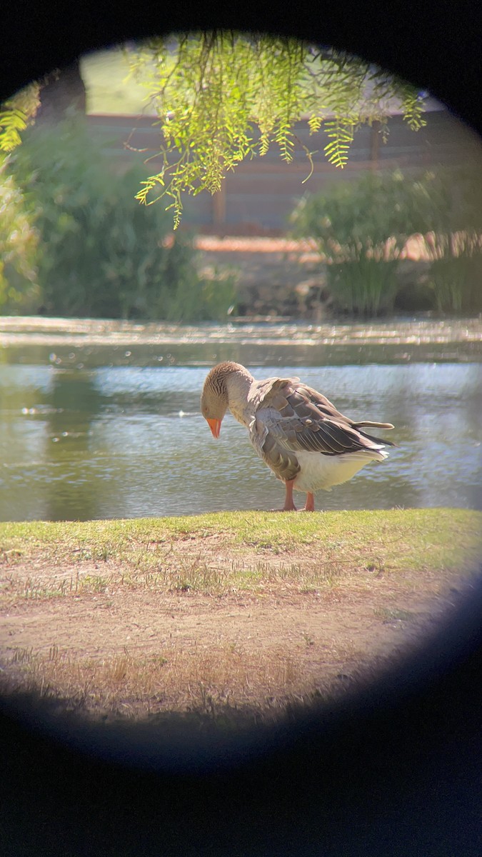 Graylag Goose (Domestic type) - ML466075011