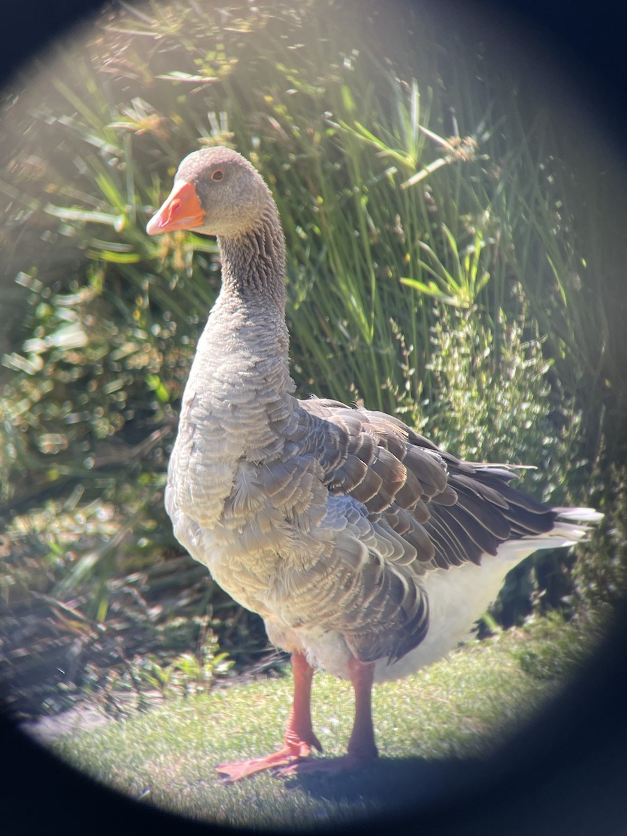 Graylag Goose (Domestic type) - ML466075031