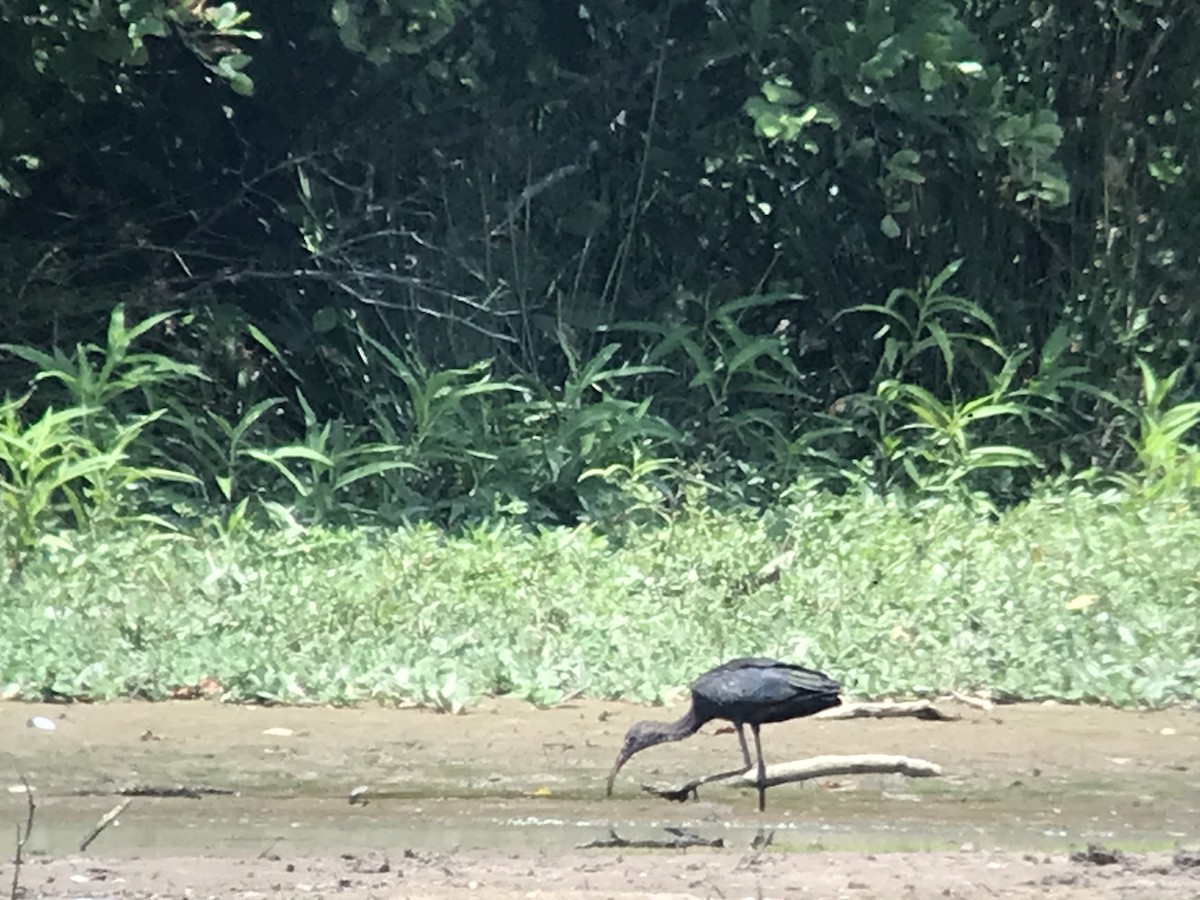 Glossy Ibis - ML466075441