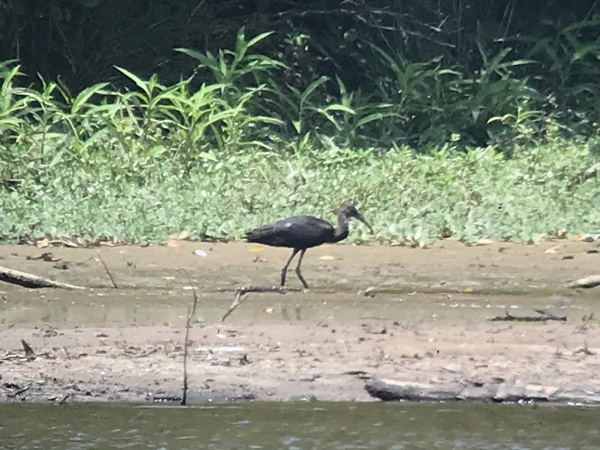 Glossy Ibis - ML466075451