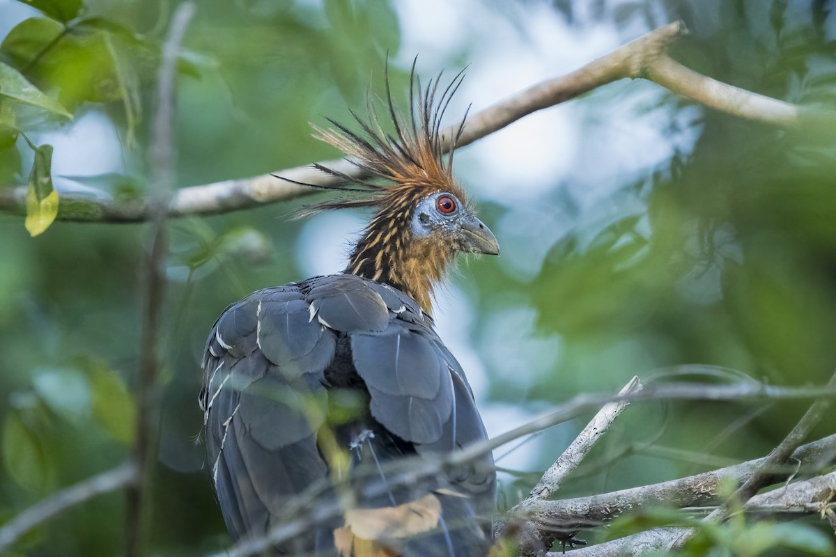 Hoatzin - Paul Beerman