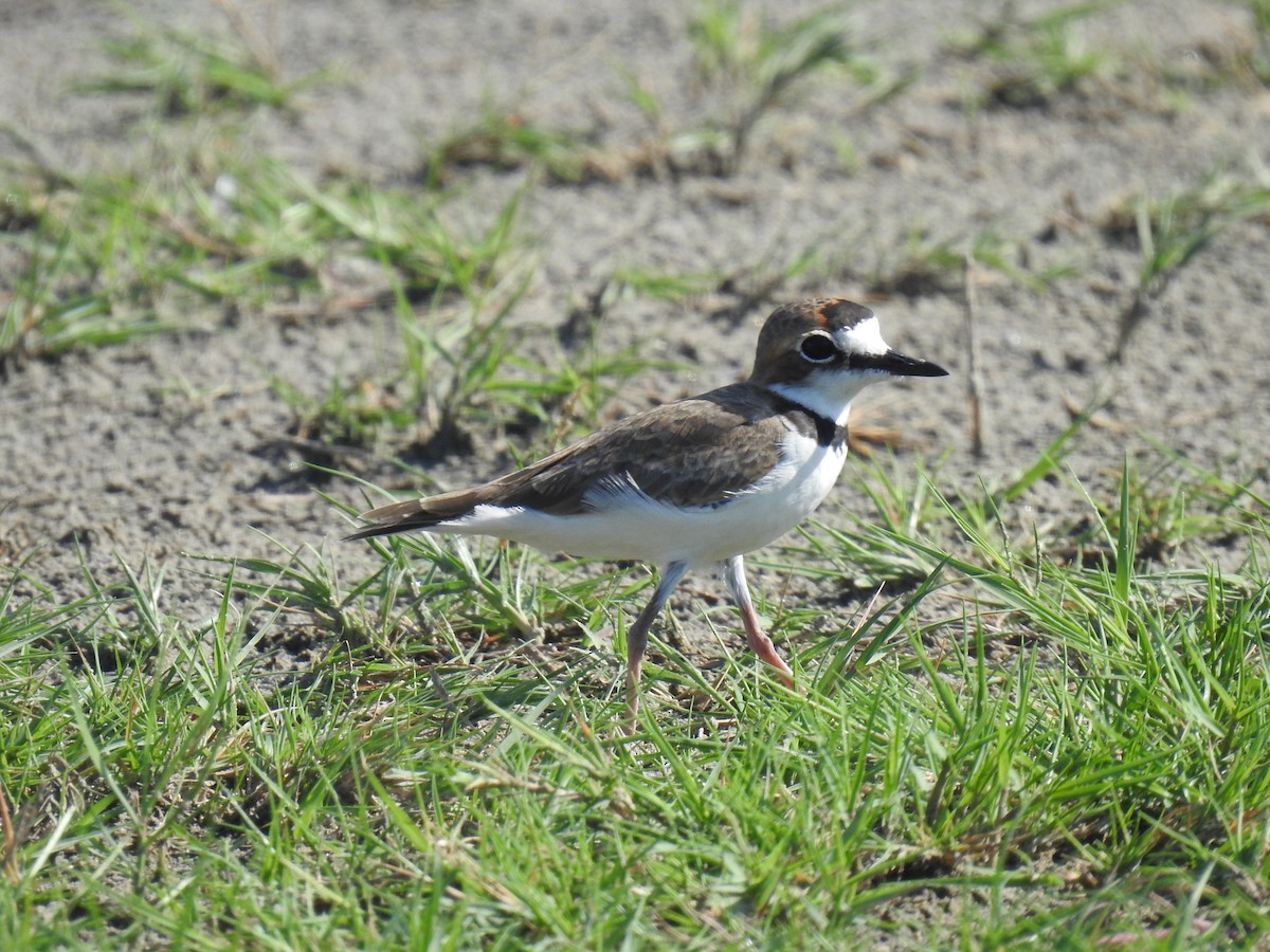 Collared Plover - Leandro Niebles Puello