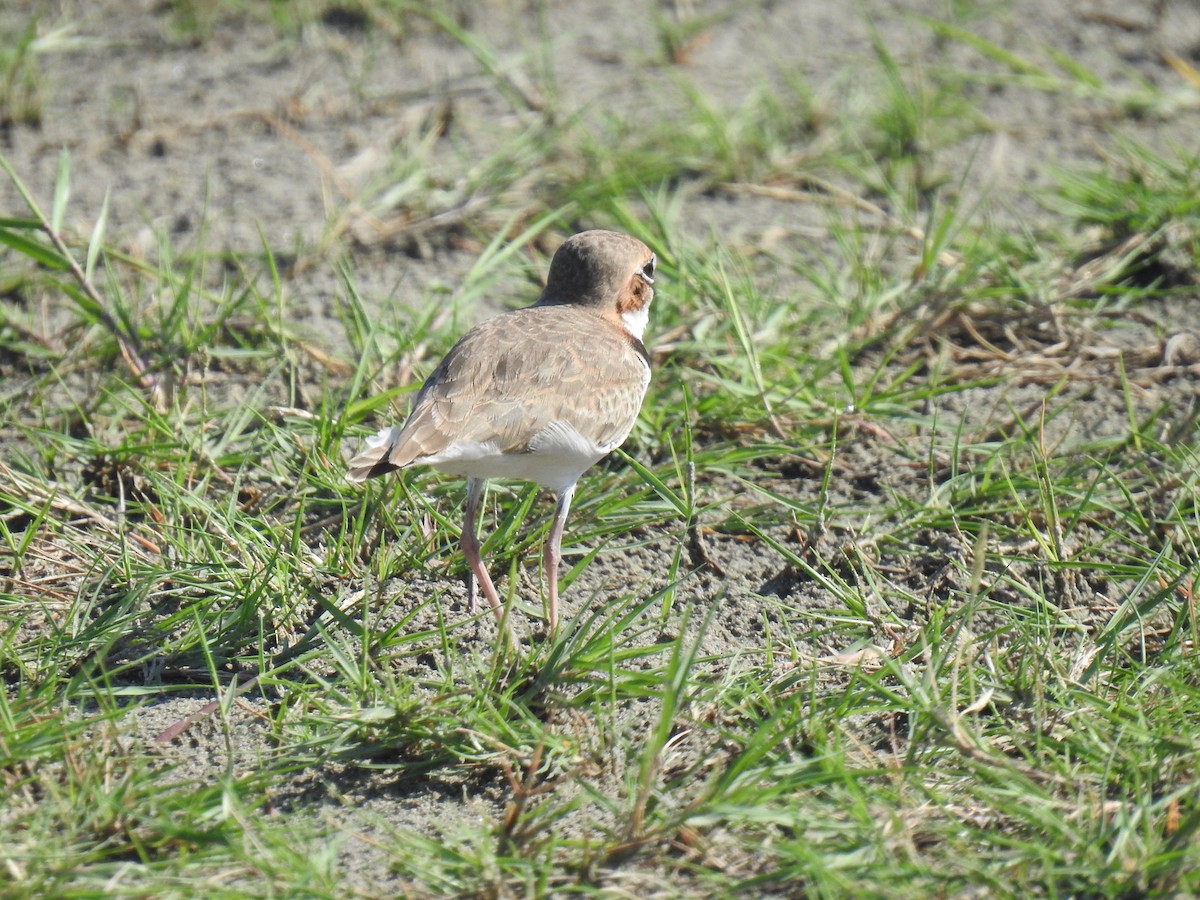 Collared Plover - ML466077541