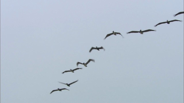 Brown Pelican - ML466080