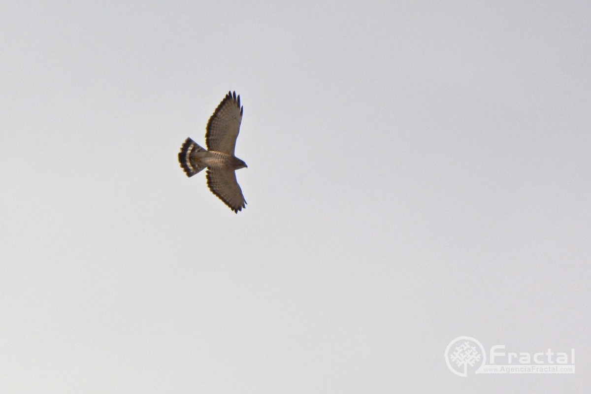 Broad-winged Hawk - ML46608081