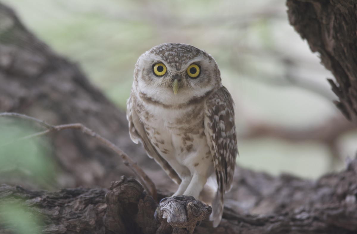 Spotted Owlet - ML466080861