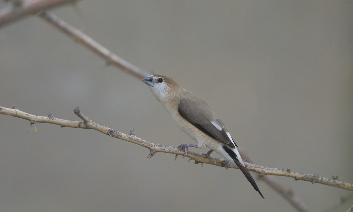 Indian Silverbill - ML466080931