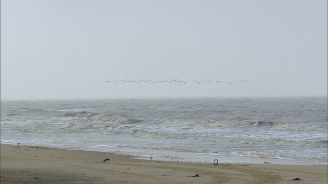 Brown Pelican - ML466081