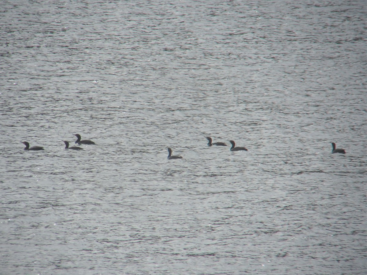 Double-crested Cormorant - ML466082491