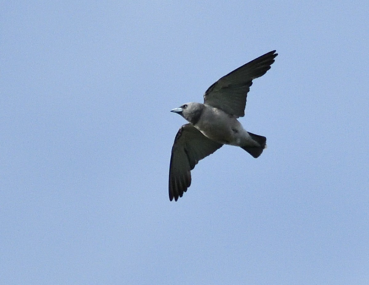 Ashy Woodswallow - ML466082611