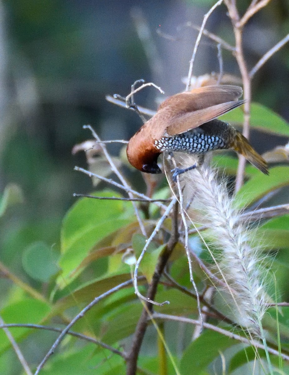 Scaly-breasted Munia - ML466082811