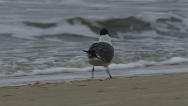 Laughing Gull - ML466083