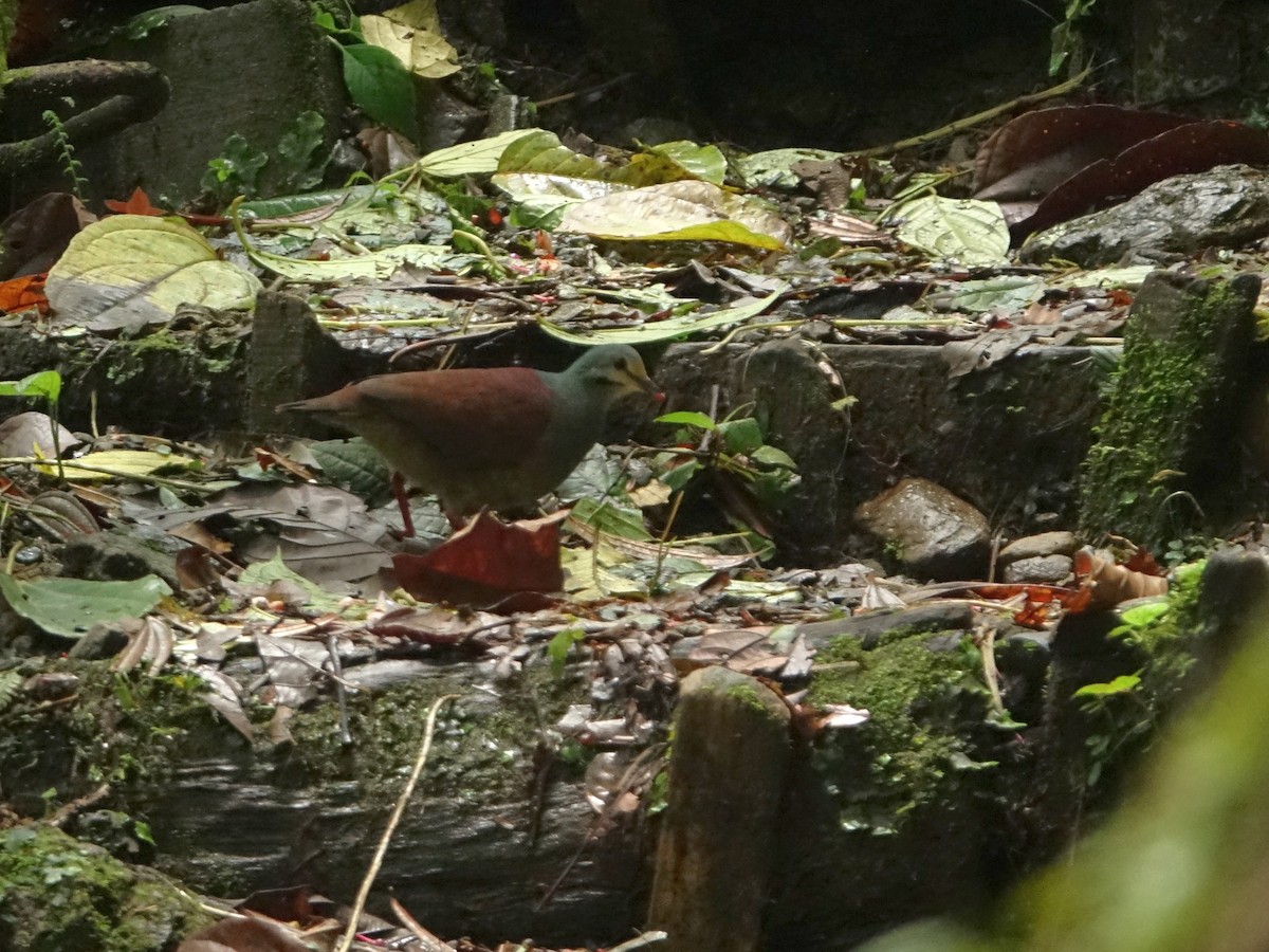 Buff-fronted Quail-Dove - ML466083301