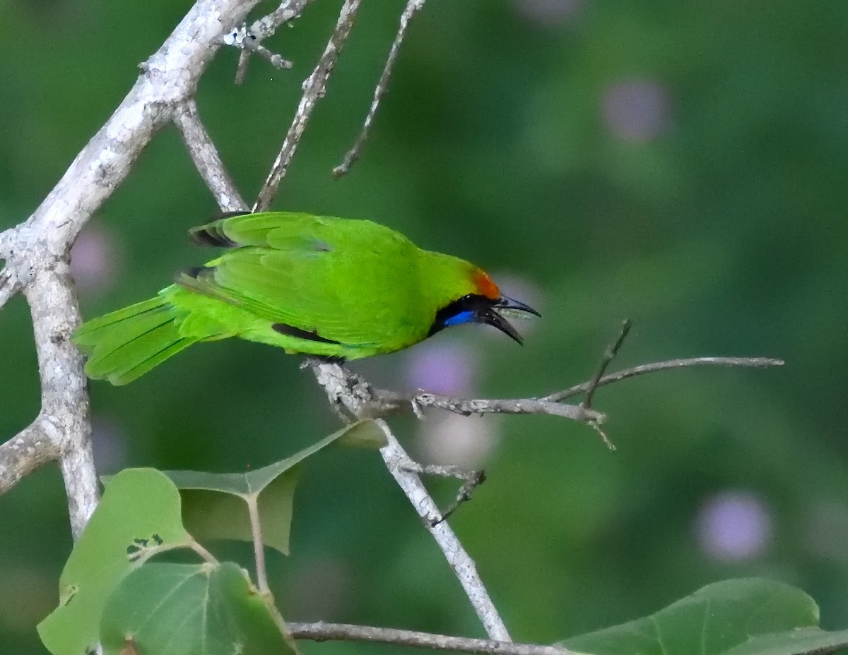 Golden-fronted Leafbird - ML466083371