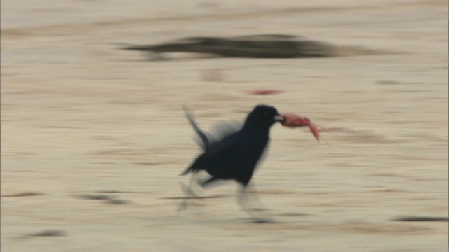 Boat-tailed Grackle - ML466084