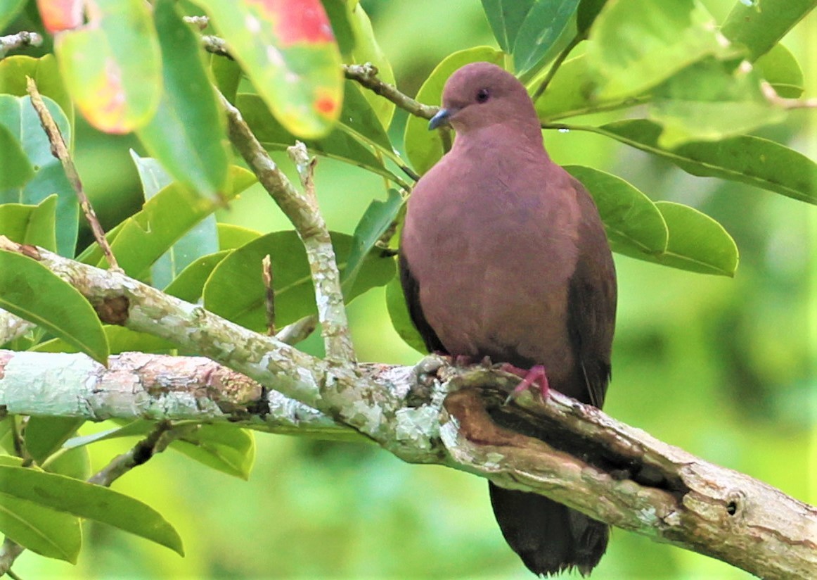 Ruddy Pigeon - ML466084001