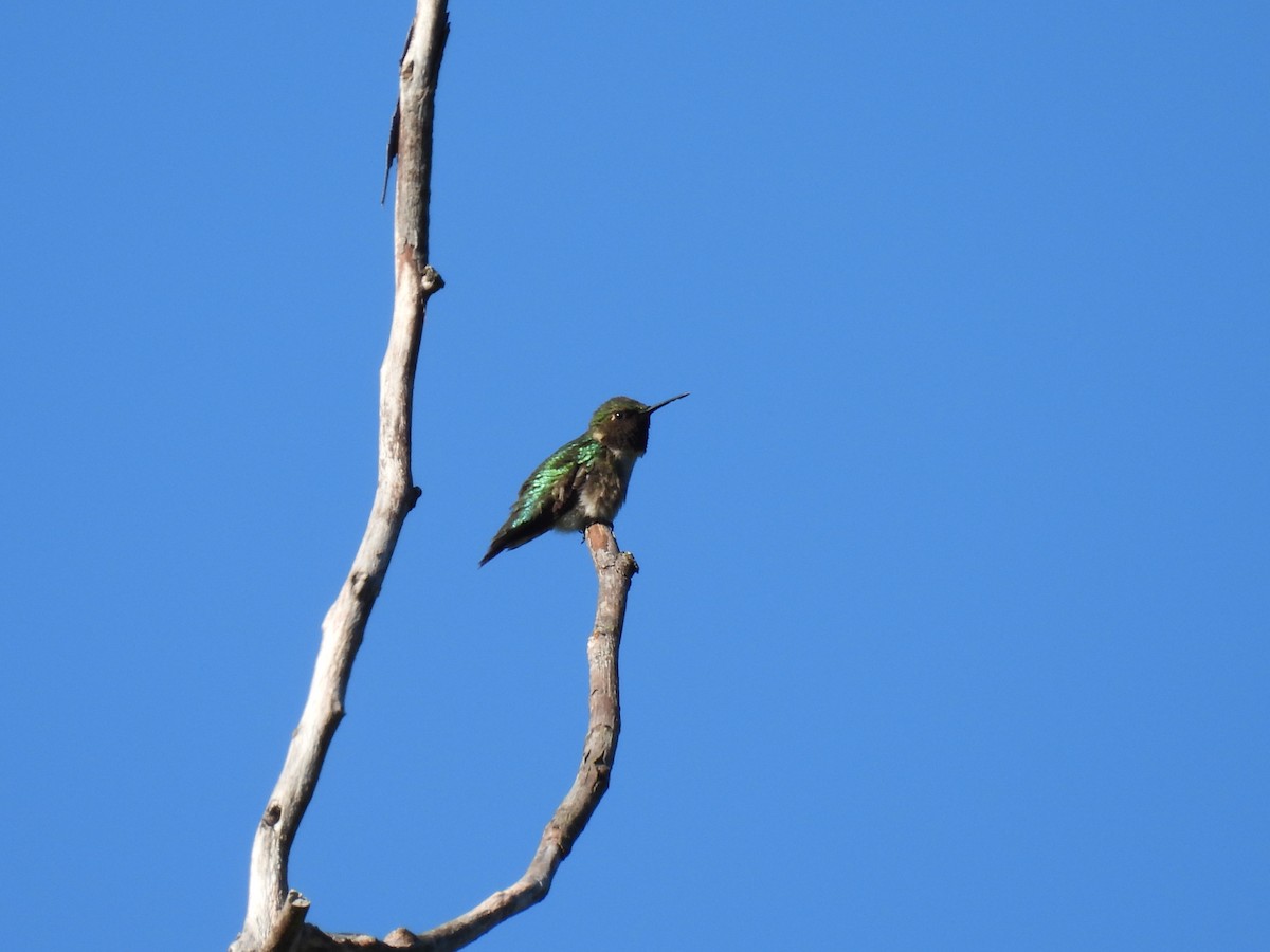 Ruby-throated Hummingbird - ML466084271