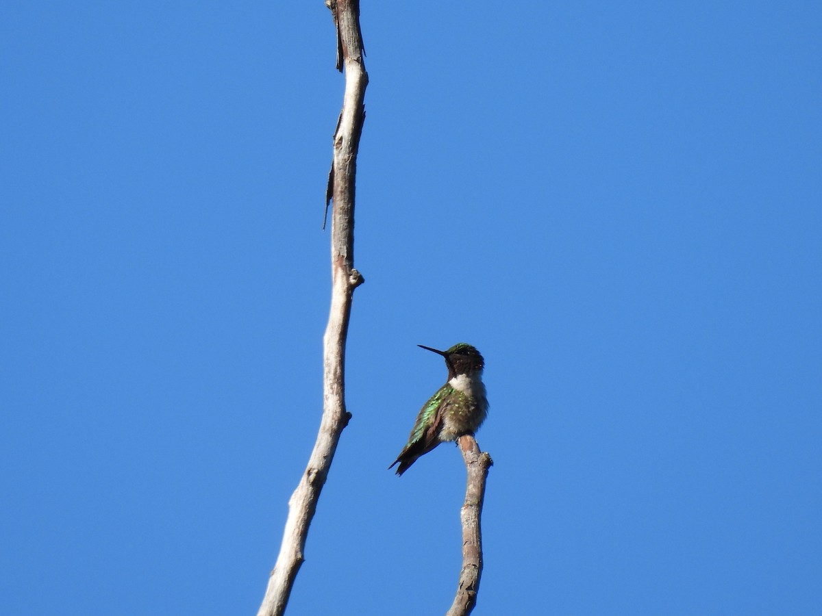 Ruby-throated Hummingbird - ML466084281