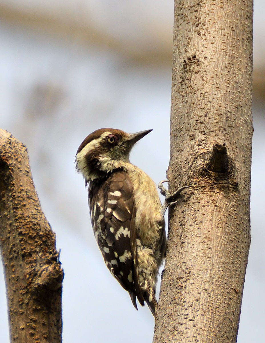 Brown-capped Pygmy Woodpecker - ML466084381