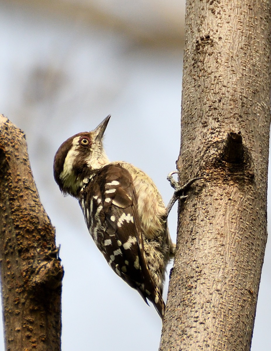 Brown-capped Pygmy Woodpecker - ML466084441