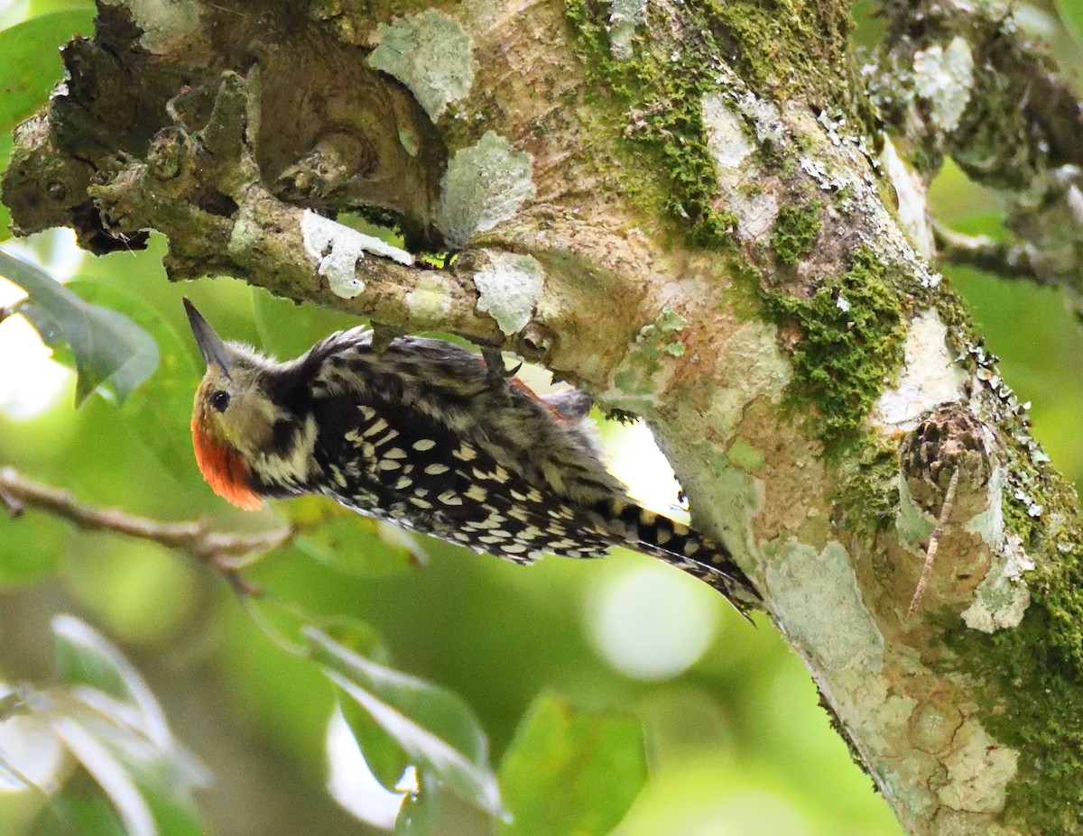 Yellow-crowned Woodpecker - ML466085581