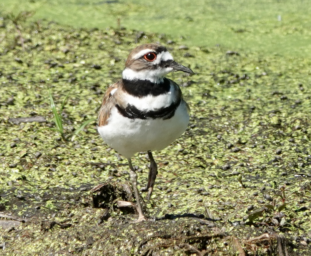 Killdeer - ML466085631