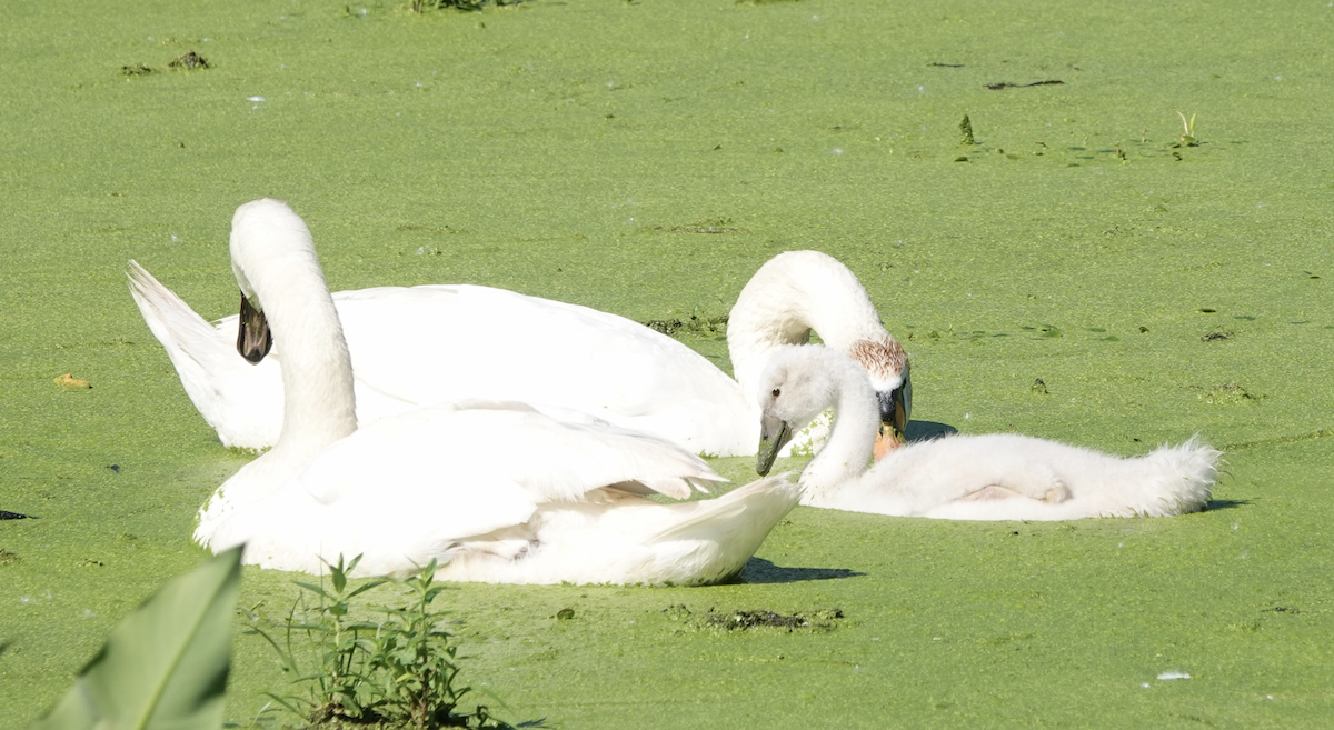 Mute Swan - ML466085671