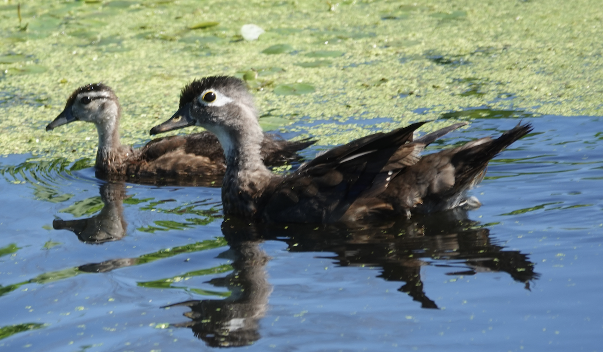 Wood Duck - ML466085691