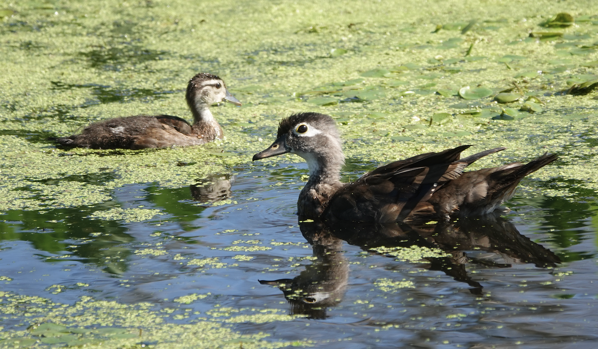 Wood Duck - ML466085721