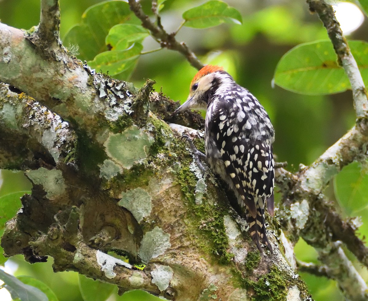 Yellow-crowned Woodpecker - ML466085791