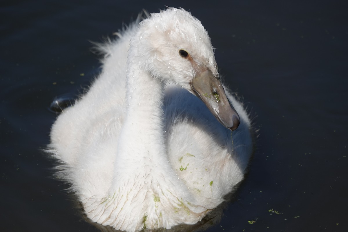 Mute Swan - ML466085881