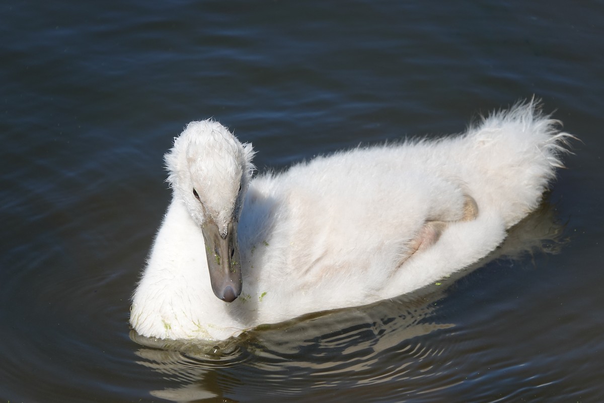 Mute Swan - ML466085951