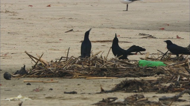 Boat-tailed Grackle - ML466086