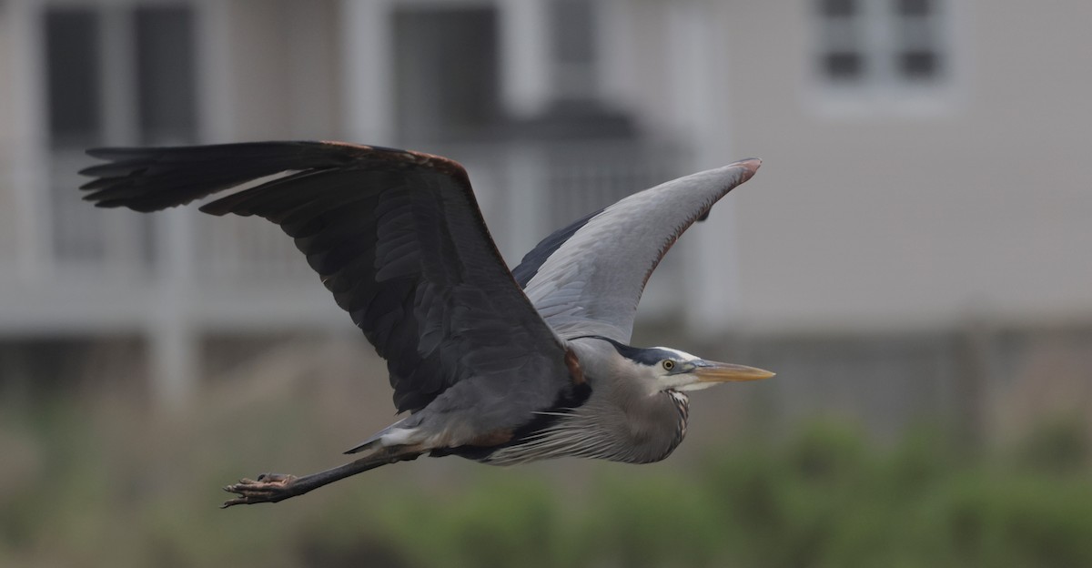 Great Blue Heron (Great Blue) - ML466086161