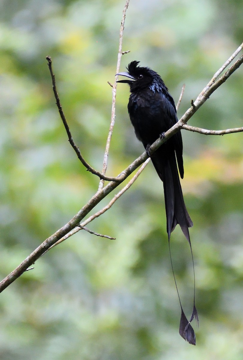 Greater Racket-tailed Drongo - ML466086191