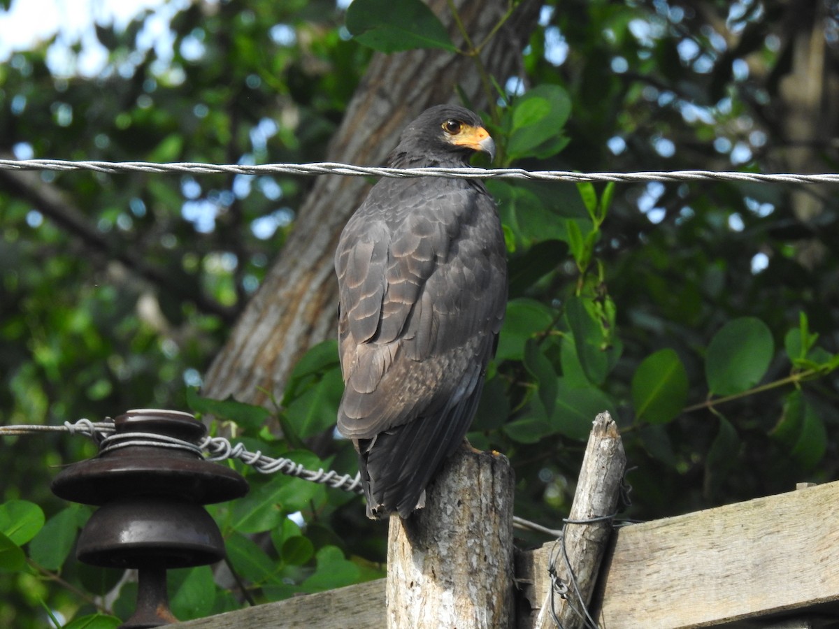 Krabbenbussard - ML466087481