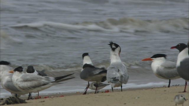 Gaviota Guanaguanare - ML466088