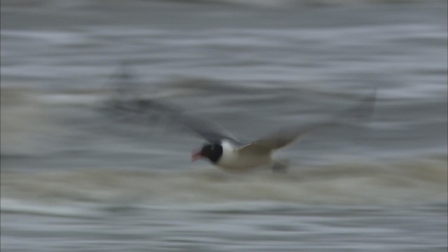 Laughing Gull - ML466089