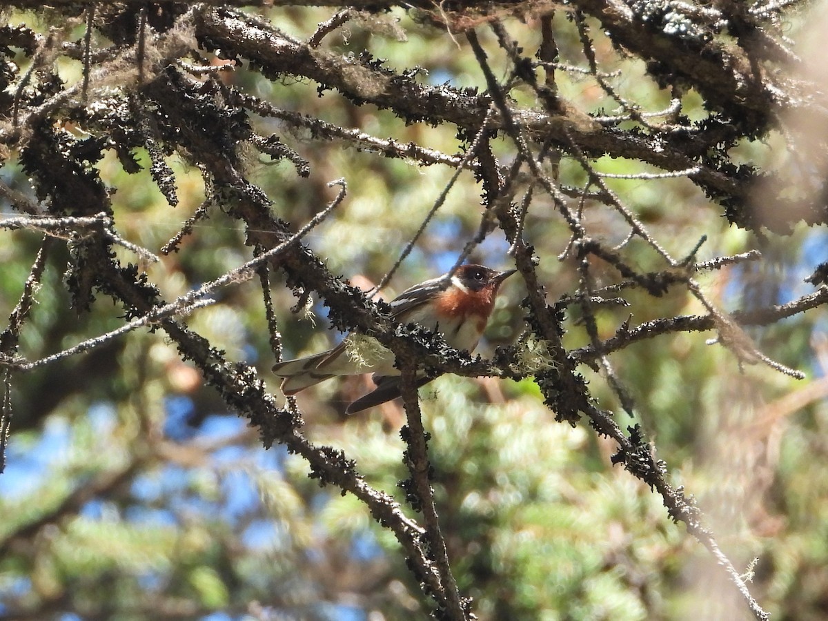 Bay-breasted Warbler - ML466089521