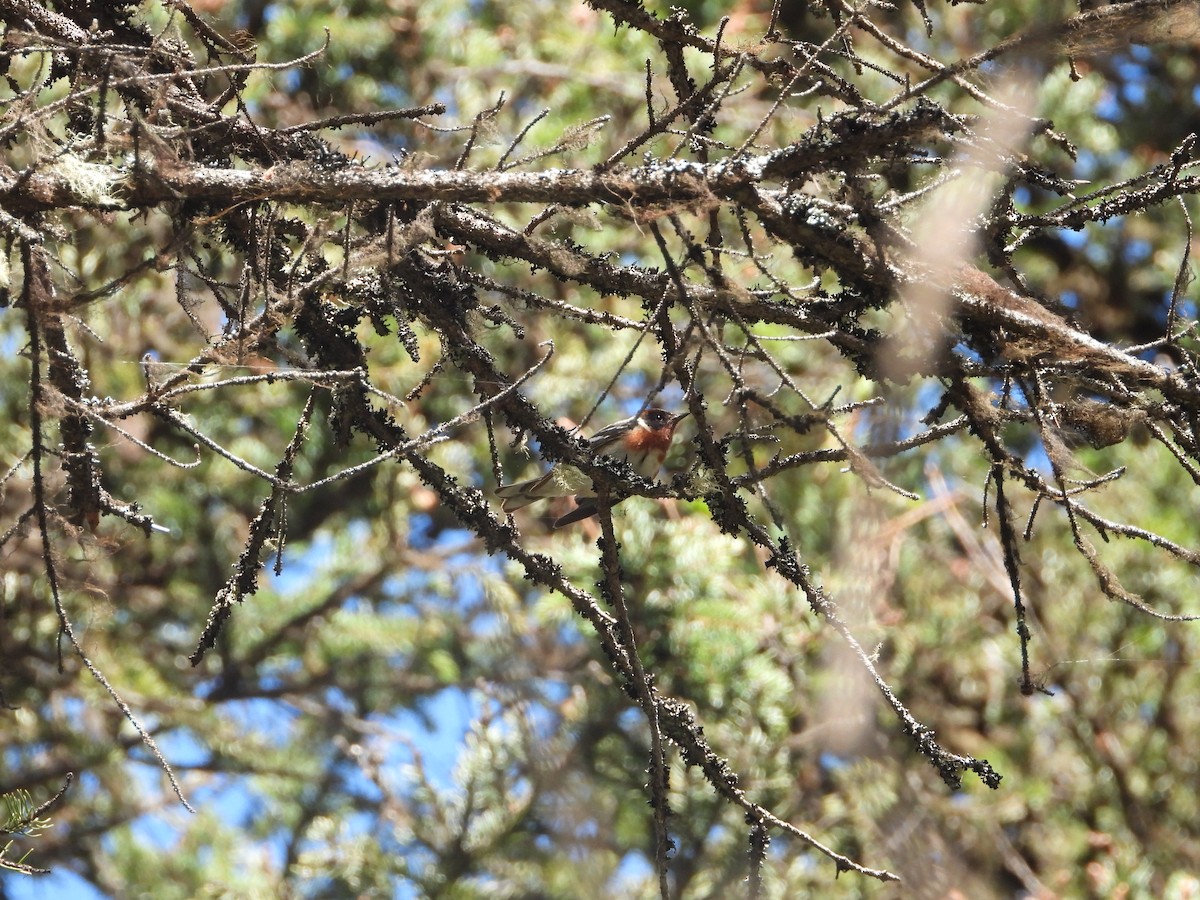 Bay-breasted Warbler - ML466089691