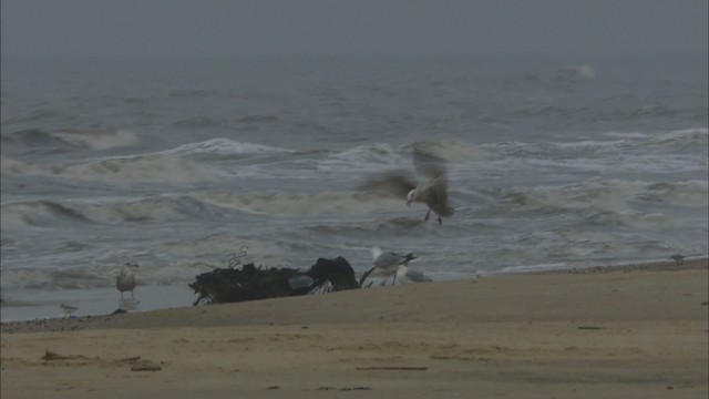 Herring Gull (American) - ML466091