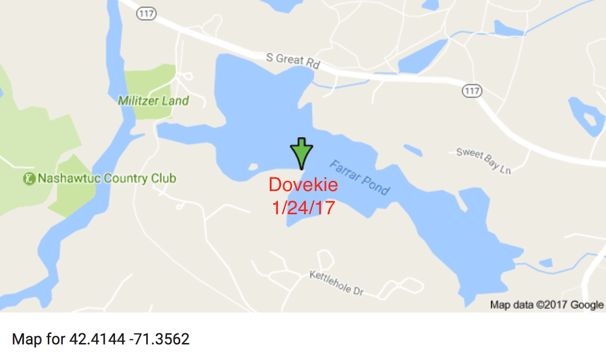 Dovekie - ML46609131