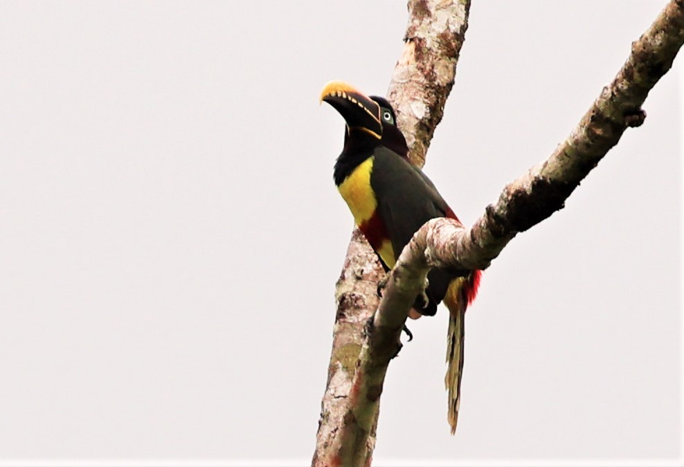 Chestnut-eared Aracari - ML466091771